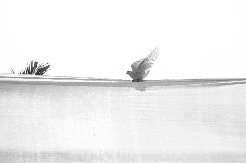 Photograph by Ayman Nakib