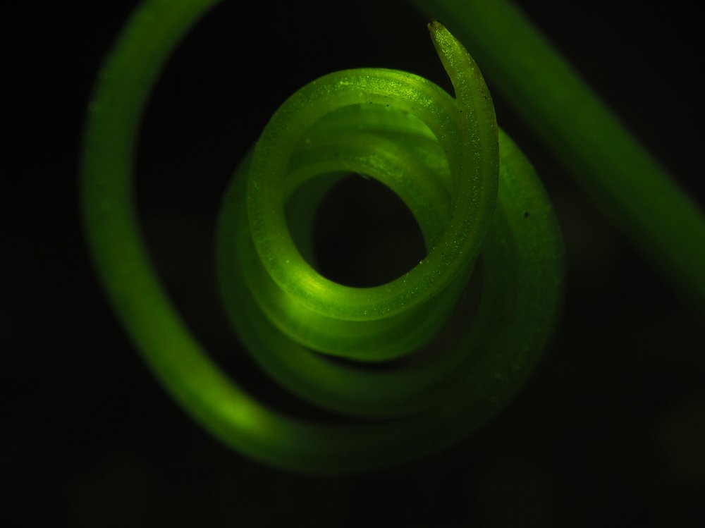 Зеленый завиток