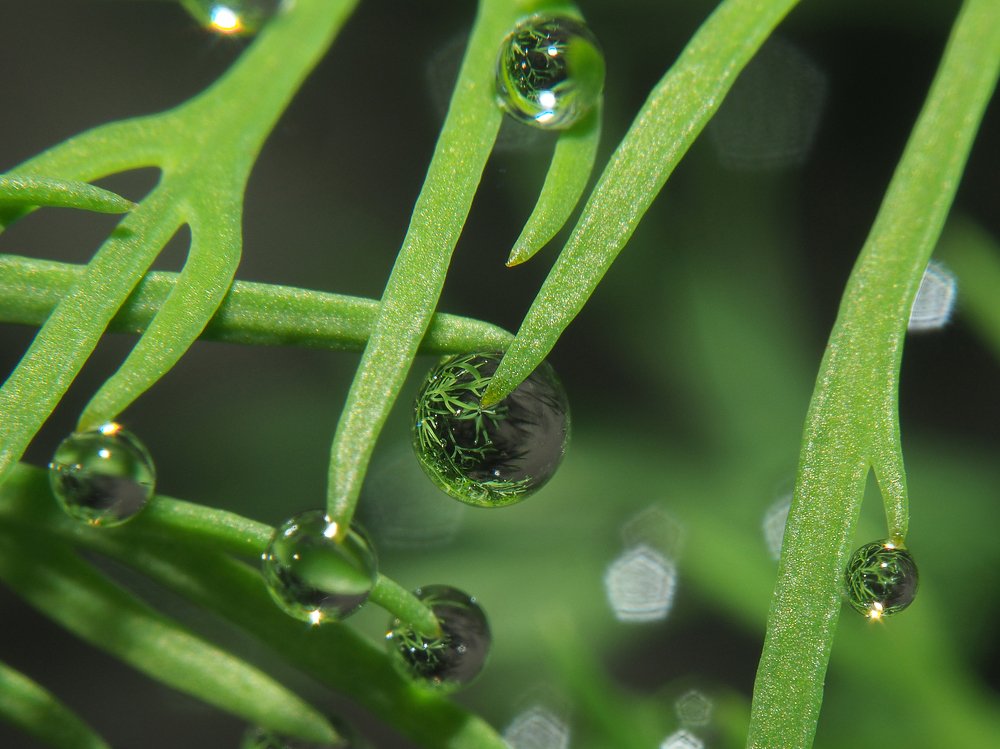 Жизнь в капле воды