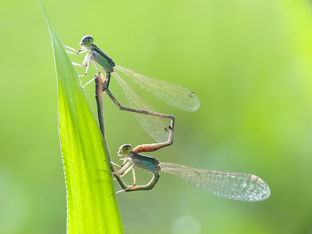 Photograph by Sipai Mondal