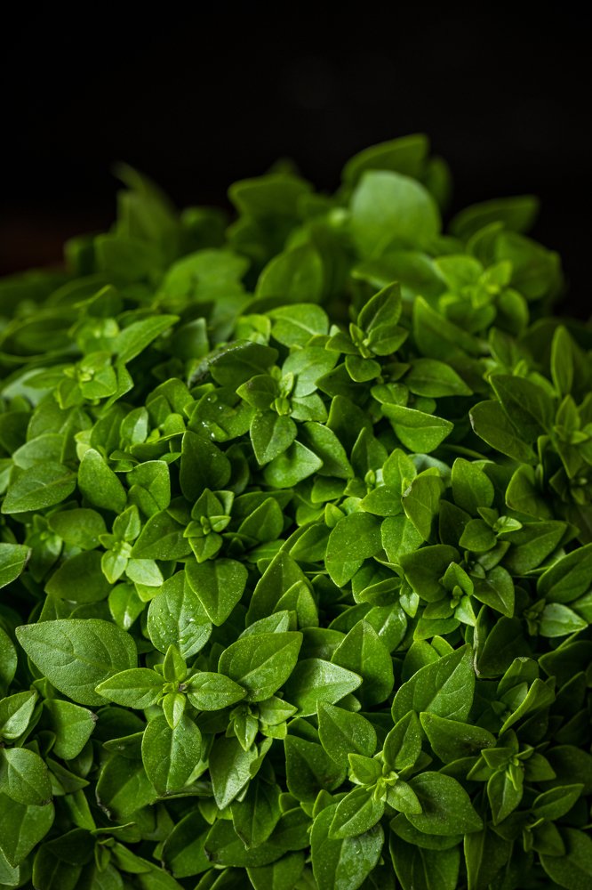 Фотография автора Мария Сурмачева