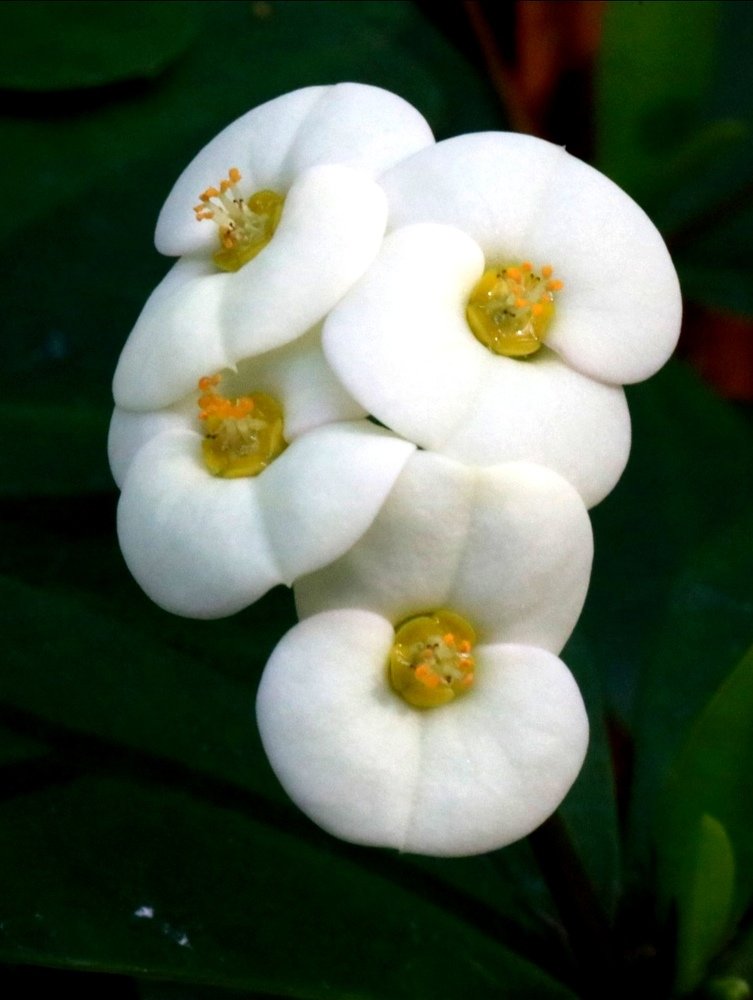 Photograph by Jonna Sabenorio