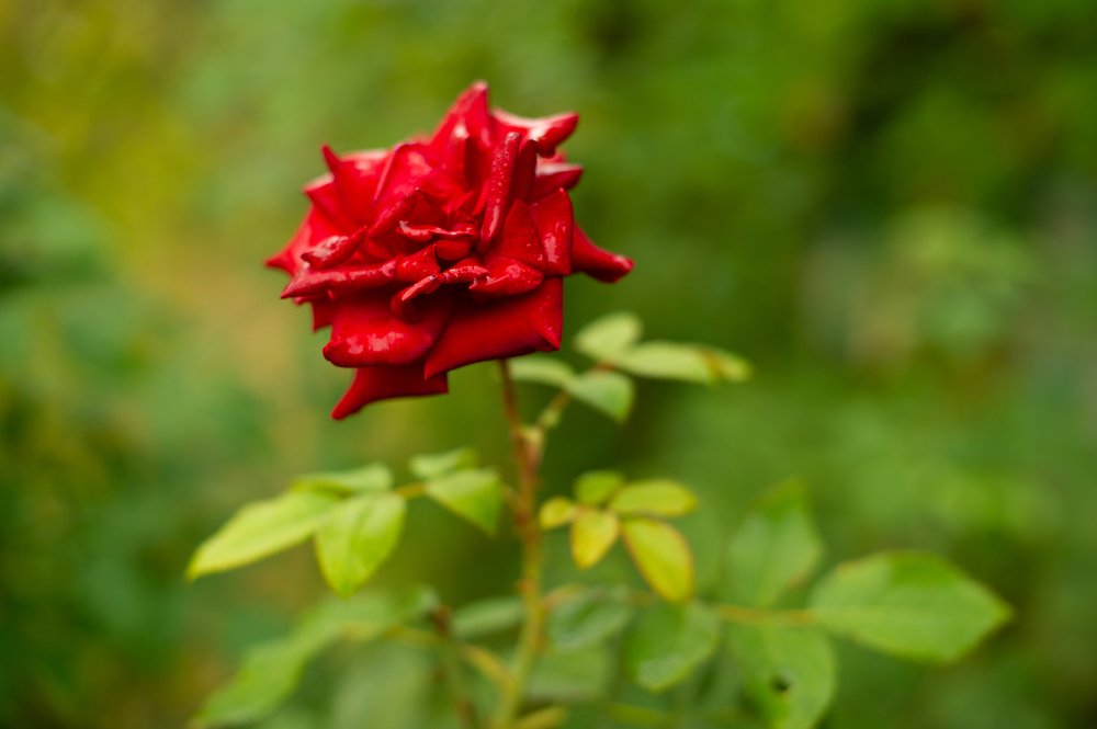 Осенняя Роза