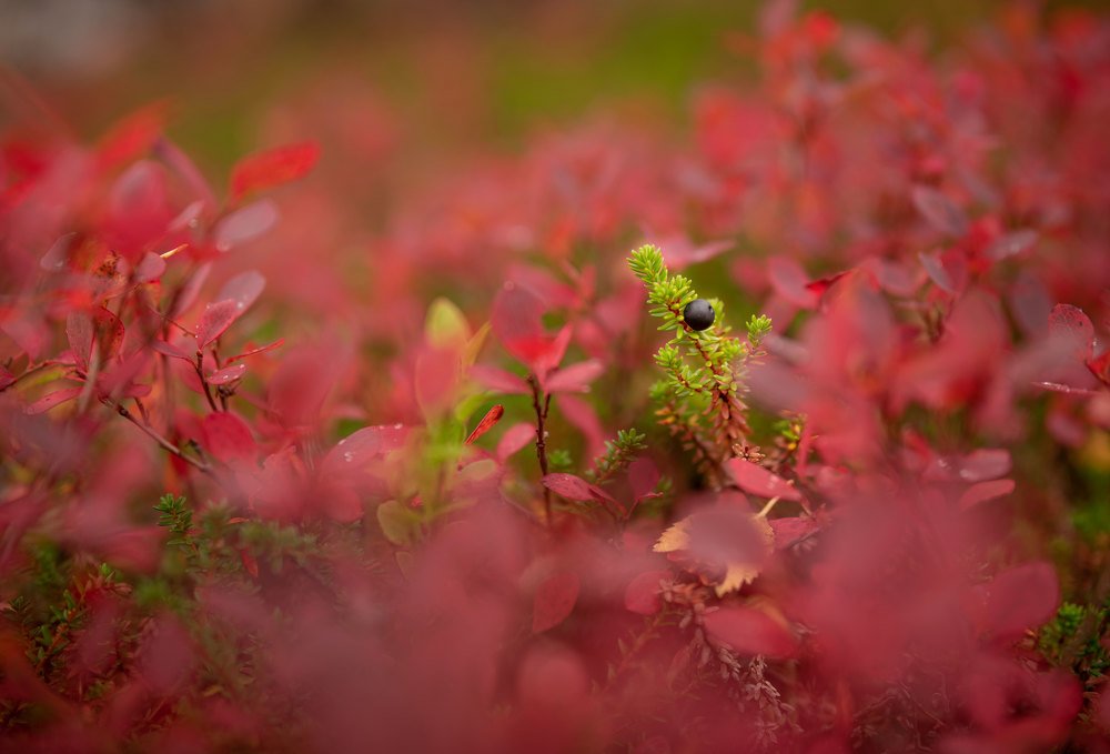 Магия осени