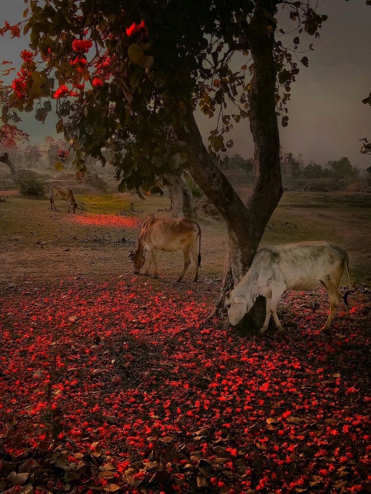 Photograph by Subhanil Chaki