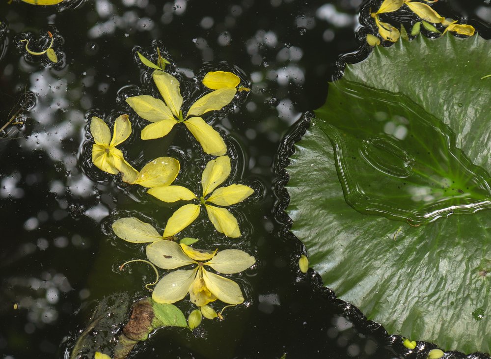 Photograph by Rumel Muhammed