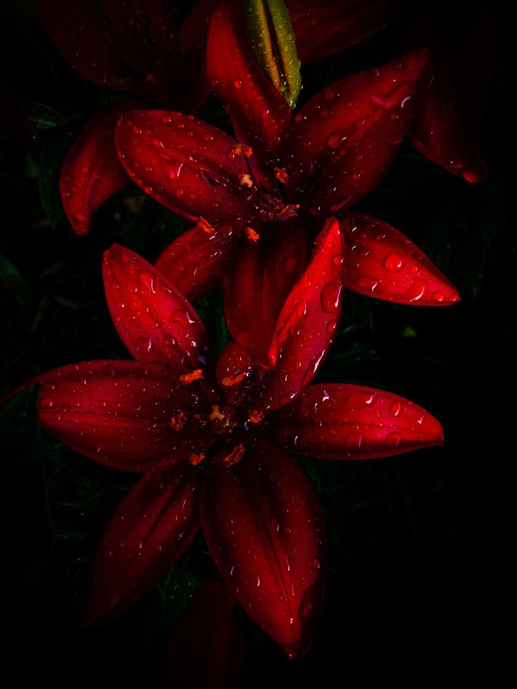 Red lilies