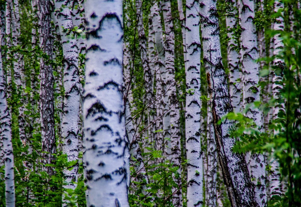 Photograph by Олег Смирнов