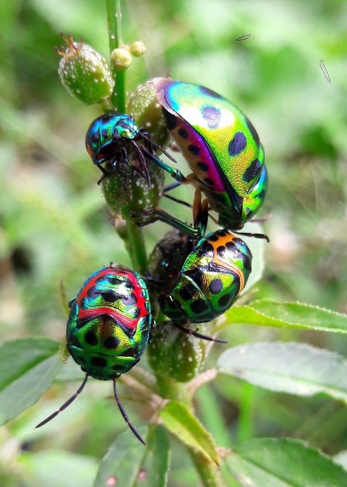 Photograph by Subrata Das