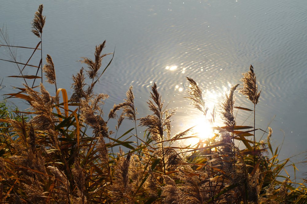 осеннее солнце