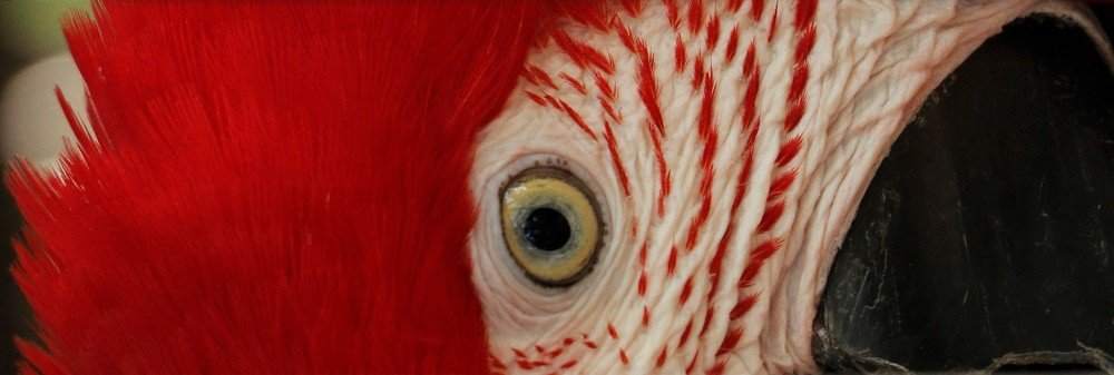 Looking up from the bird cage