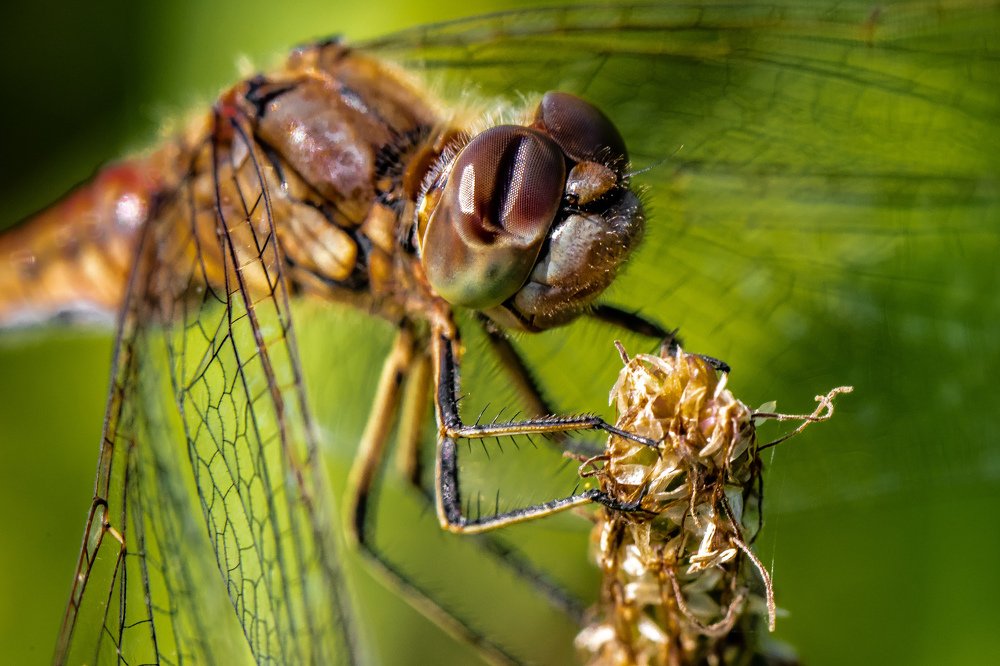 Фотография автора Мария Сурмачева