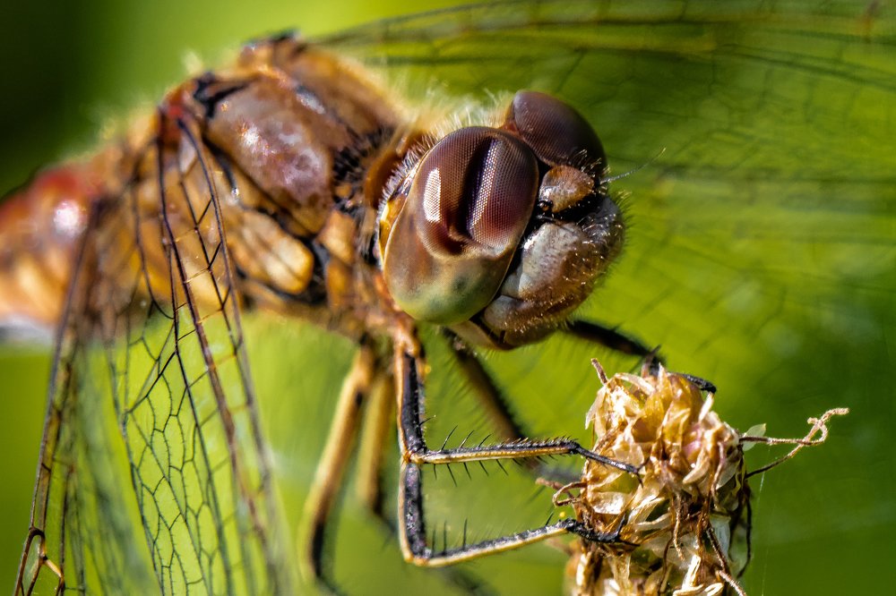 Кофейные глаза, стеклянные крылья