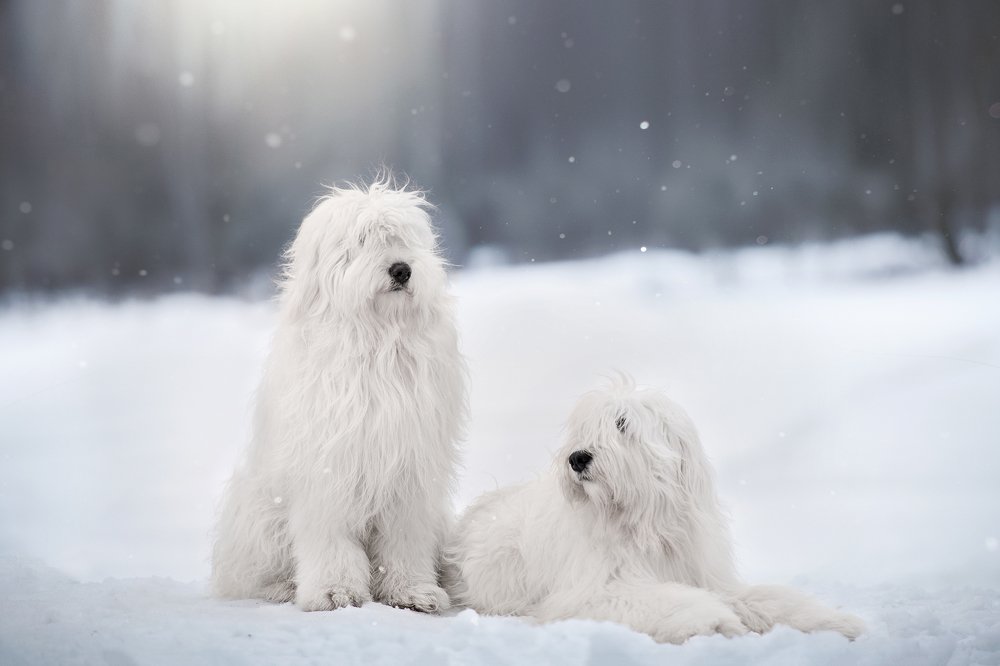 Два сугроба ))