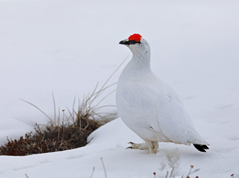 Photograph by Дмитрий Елисеев