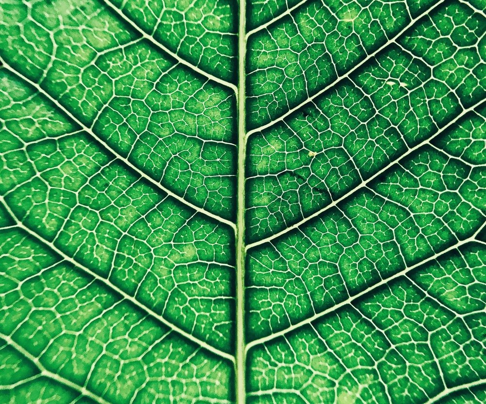 Photograph by Madhusudhan Reddy Bendrum