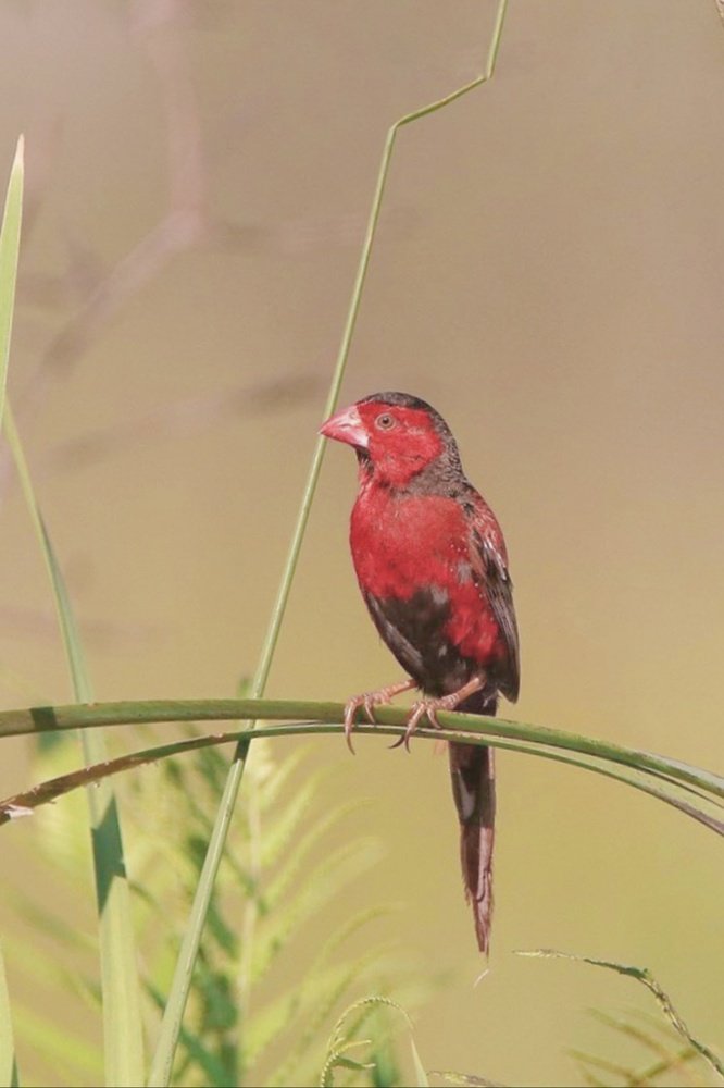 Photograph by Atul mehta
