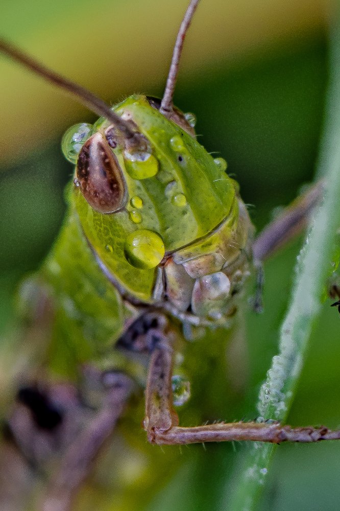 Фотография автора Мария Сурмачева