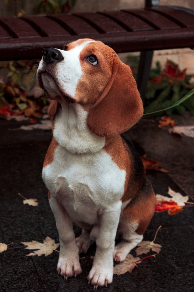 Photograph by Элина Данелия