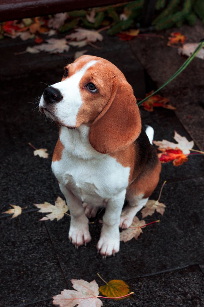 Photograph by Элина Данелия