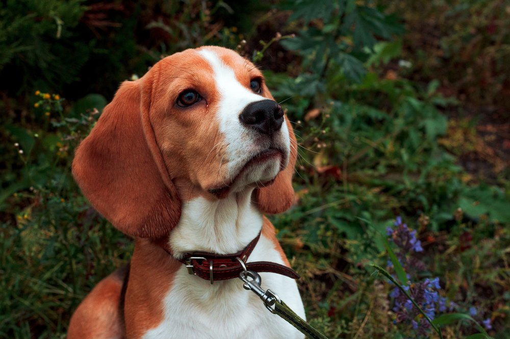 Photograph by Элина Данелия