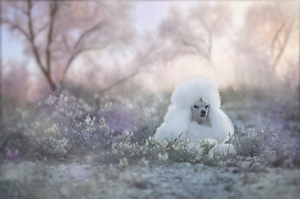 Photograph by Olga Bo