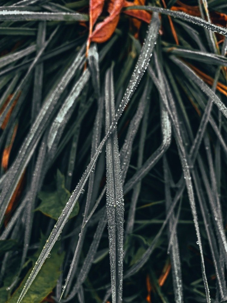 Осеннее утро.