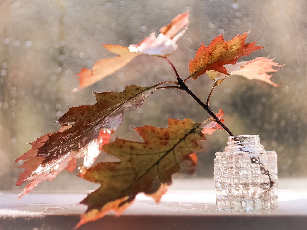 Дождливая осень