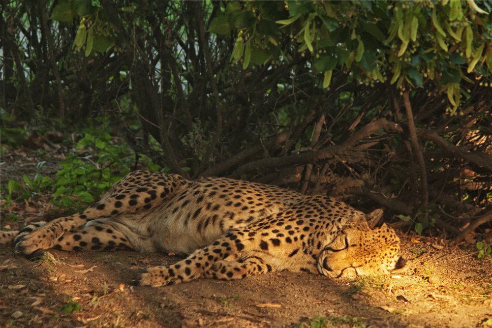 Cheetah sleeps sweetly in the setting sun