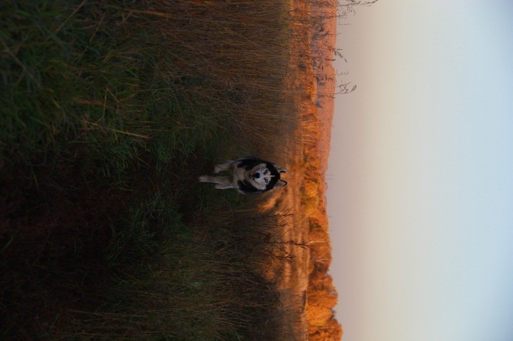 Фотография автора Инна Шикина