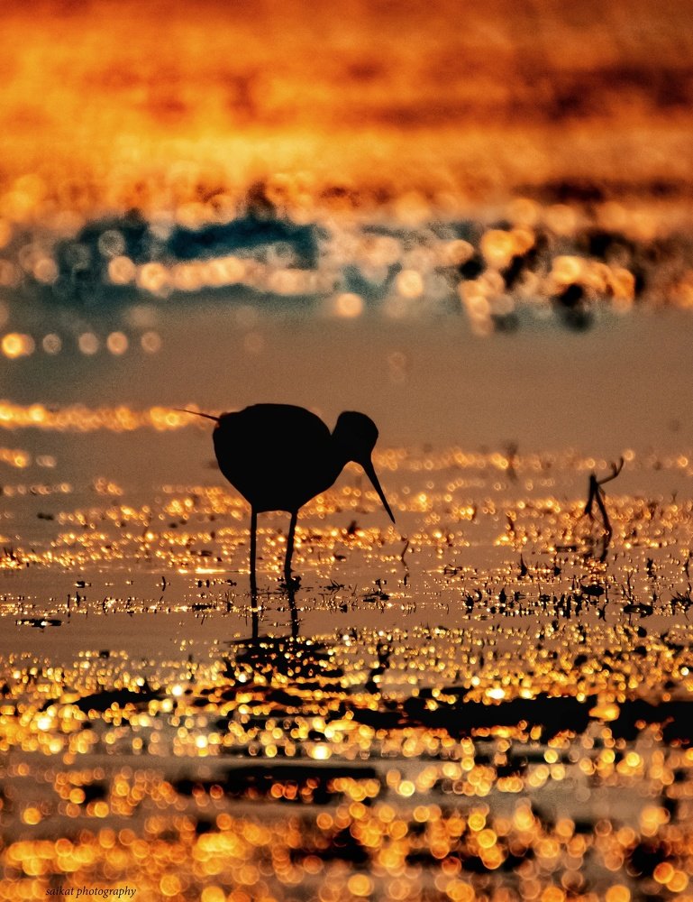 Photograph by saikat chanda