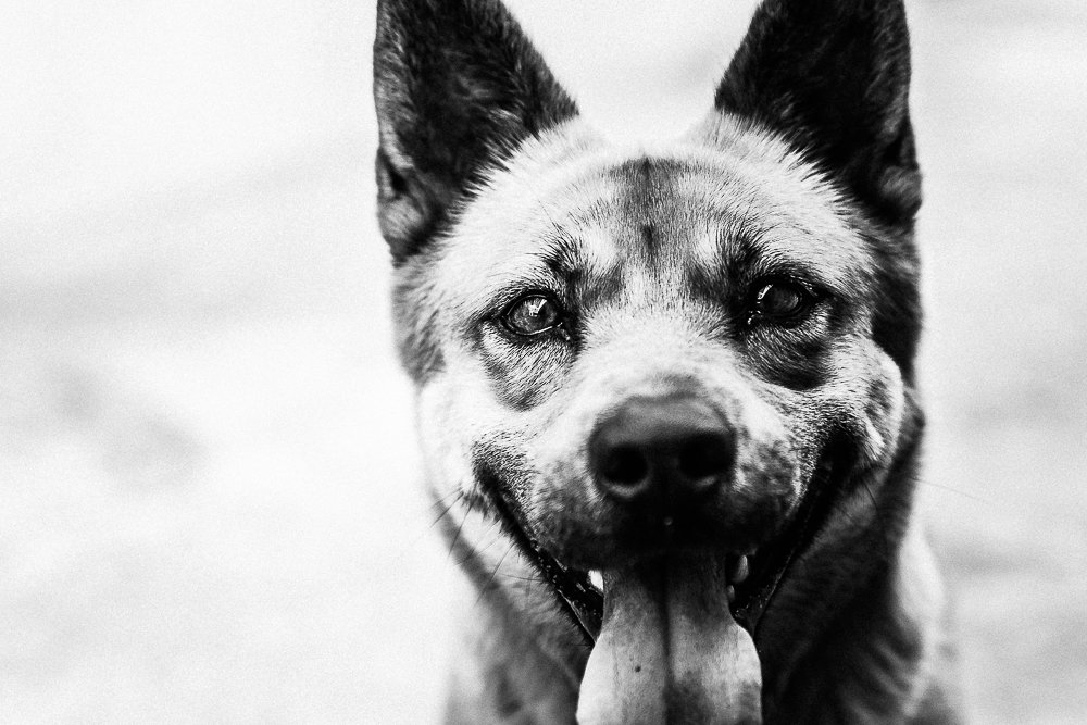 Photograph by Giancarlo Cornoló