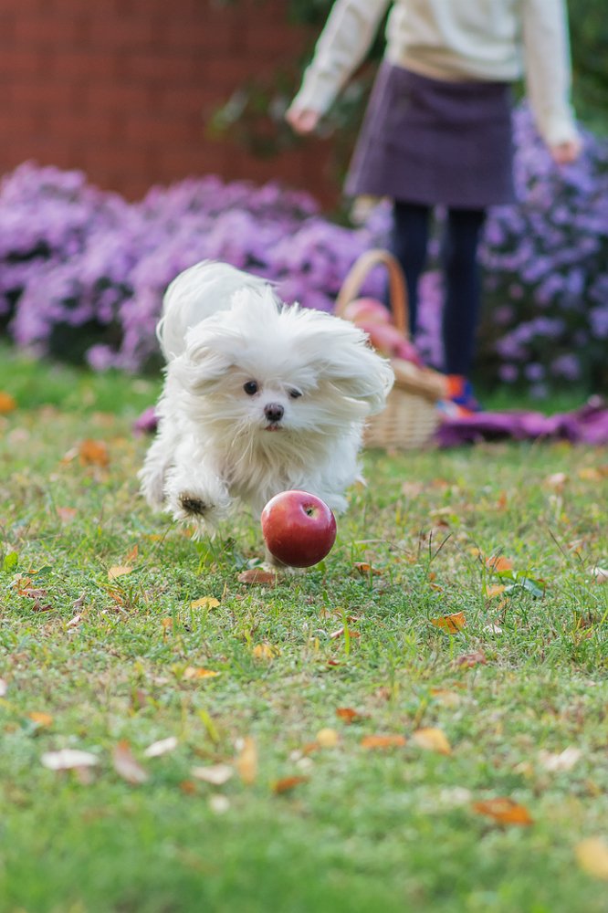 Собака, которая любит есть яблоки.