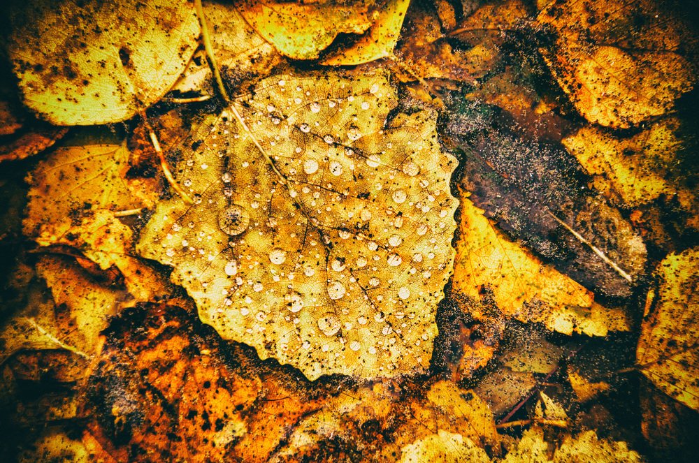 Фотография автора Евгений Лобачев