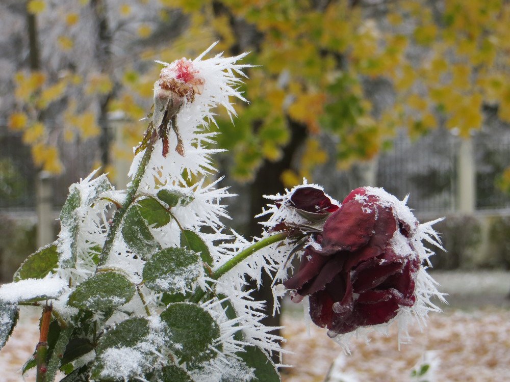 Photograph by Галина