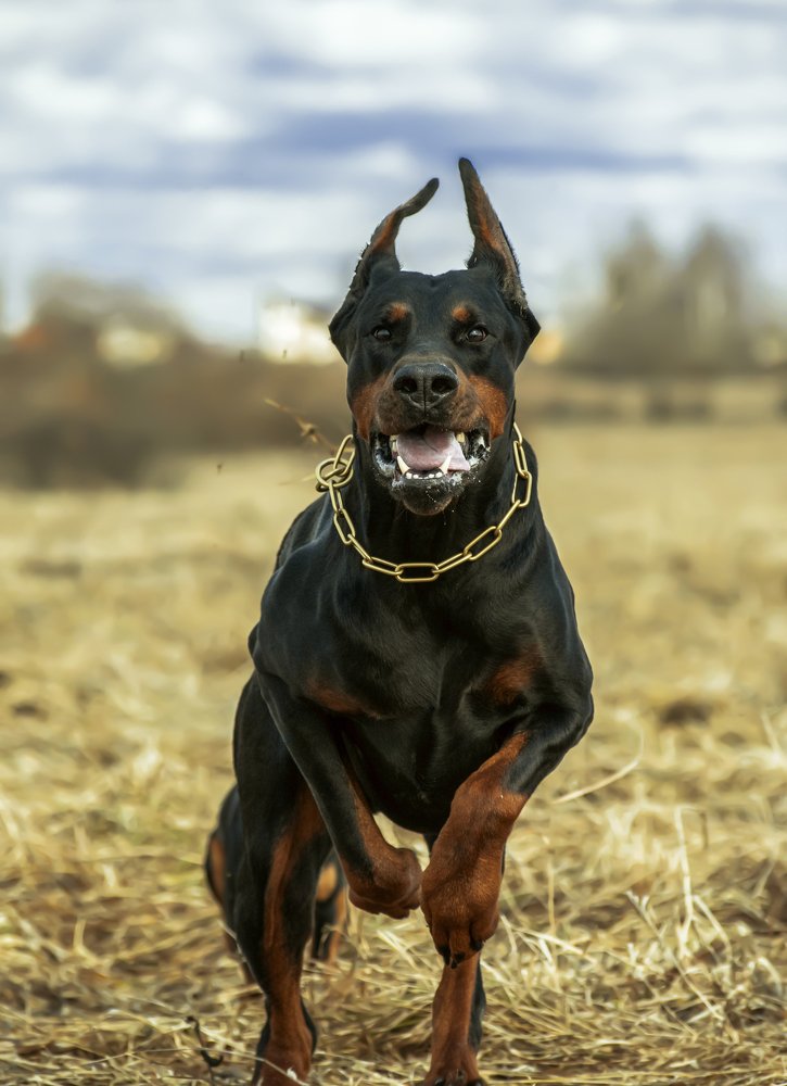 Тыгыдынский конь