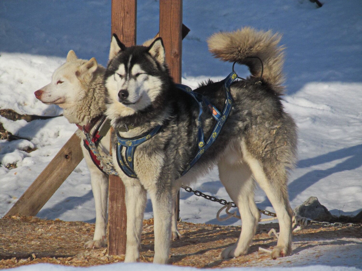 Photo #3734060