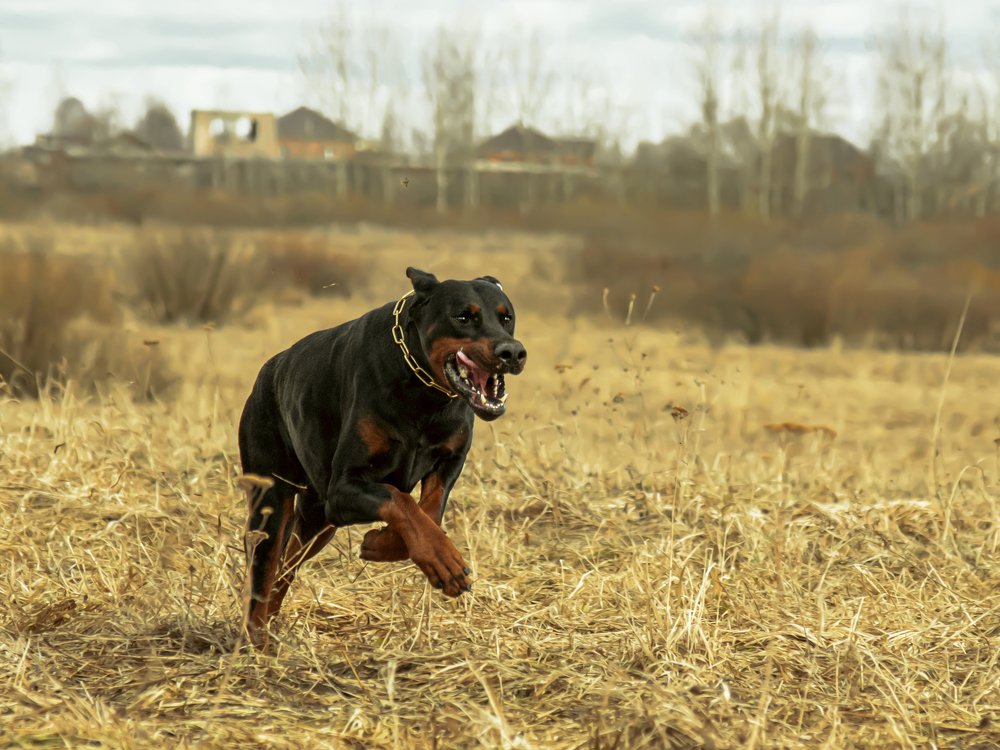 Из под топота копыт...
