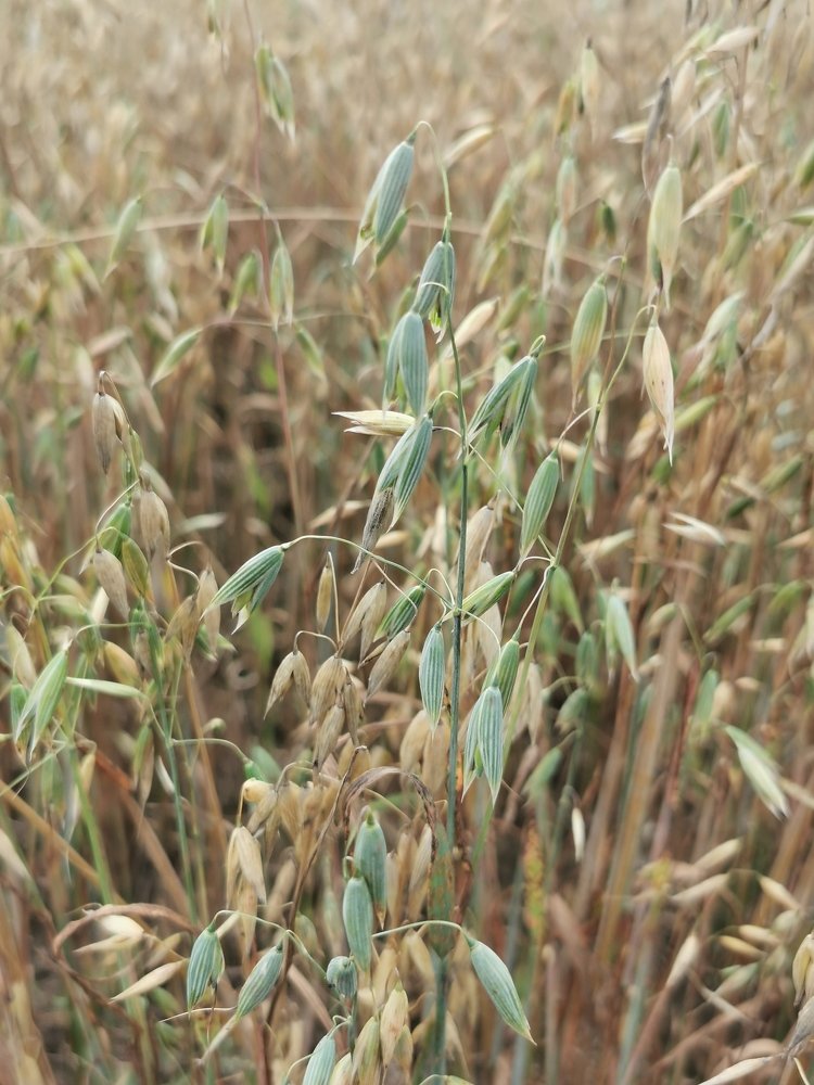 Экология-эйкос