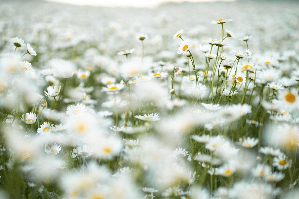 Photograph by Alena Sabro