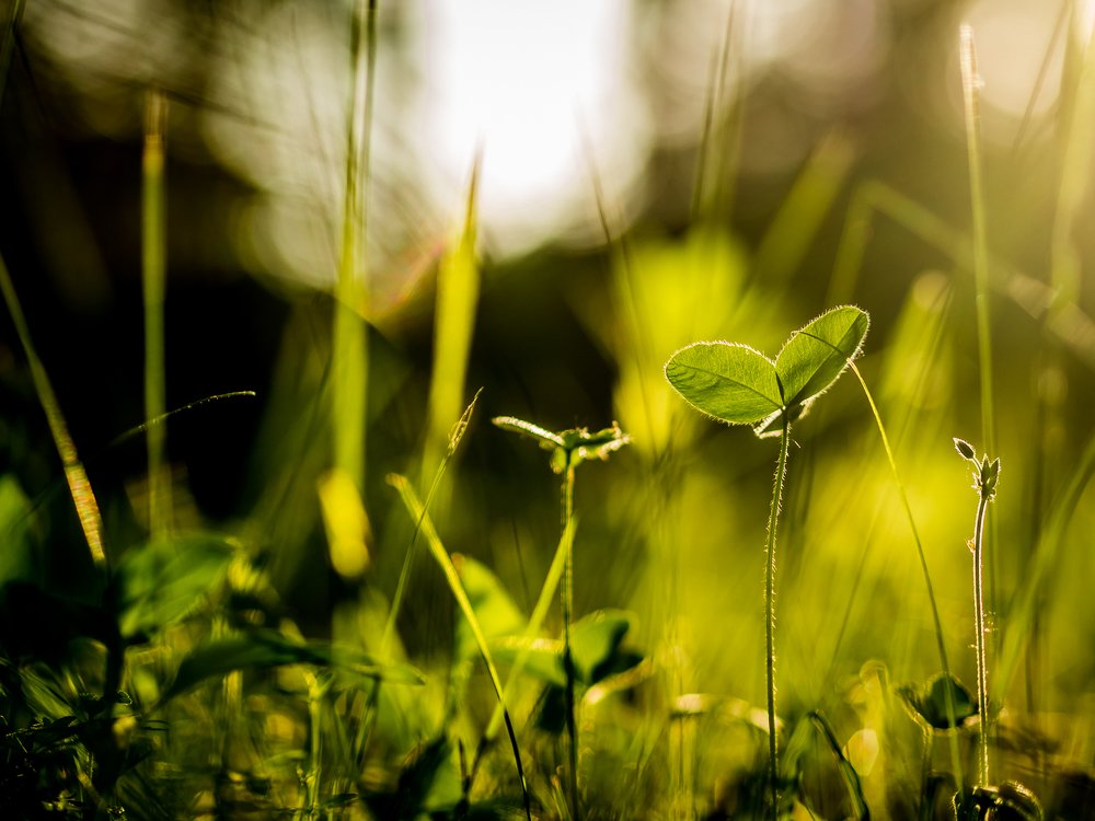 Photograph by Надежда Рачева