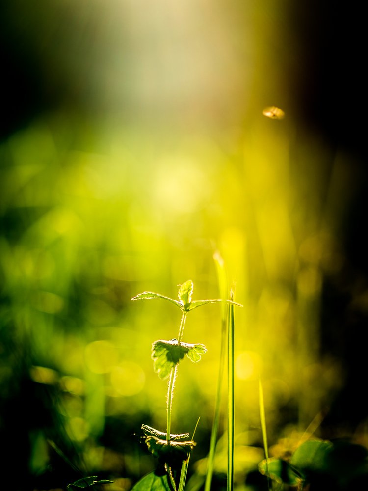Photograph by Надежда Рачева