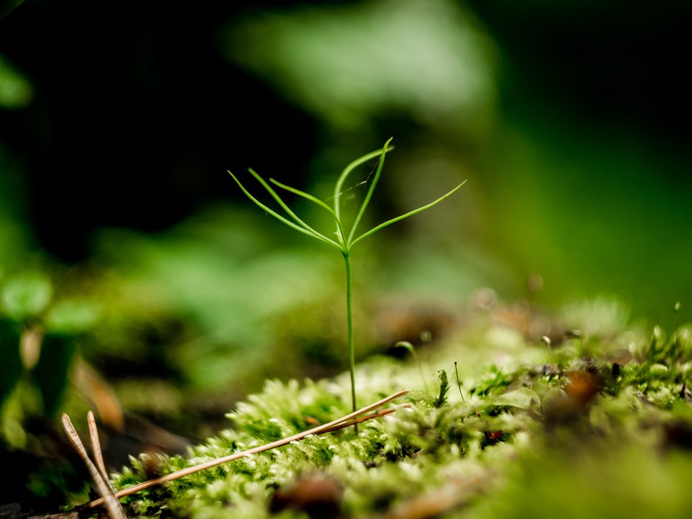 Photograph by Надежда Рачева