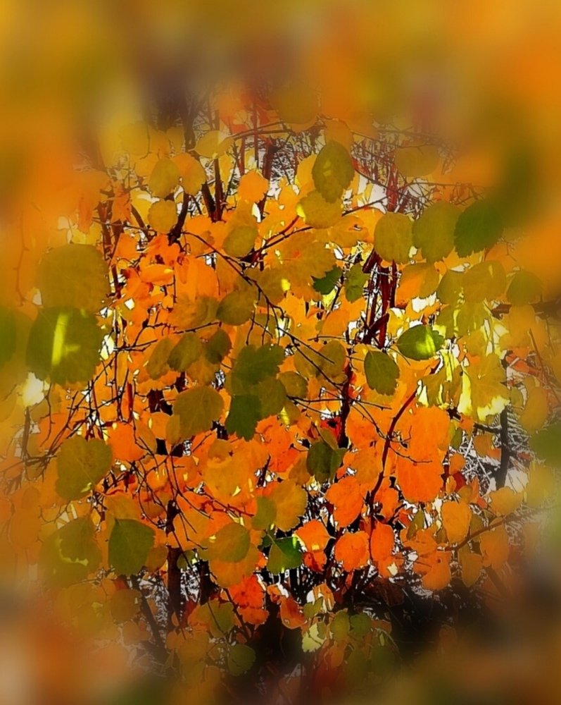 Photograph by Людмила Селегенева