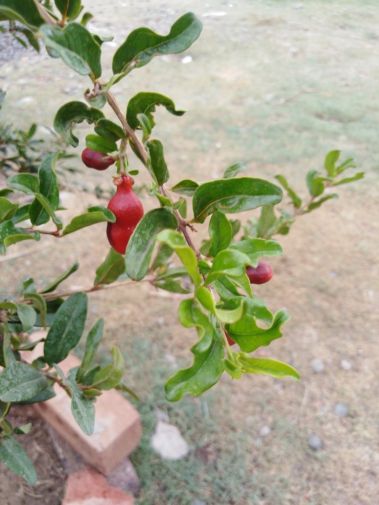 Photograph by Rubina Hasan