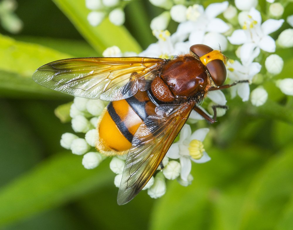 Мимикрия шершня.