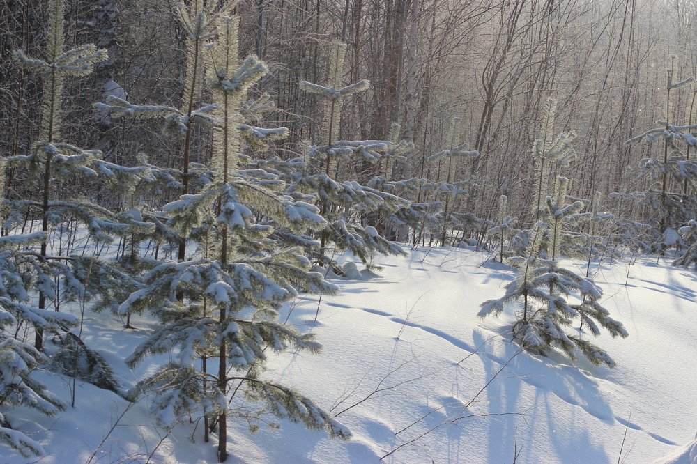 В зимнем лесу