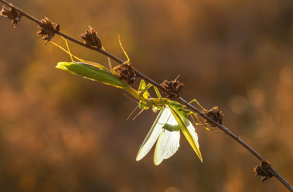 Стиль Богомола.Победитель съедает побеждённого!