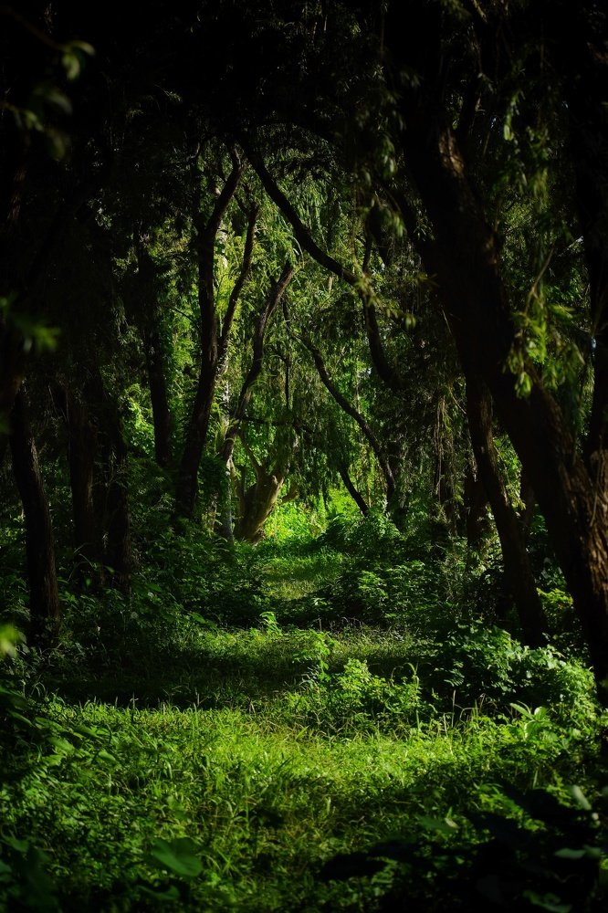 Photograph by Partho Md. Al-Amin