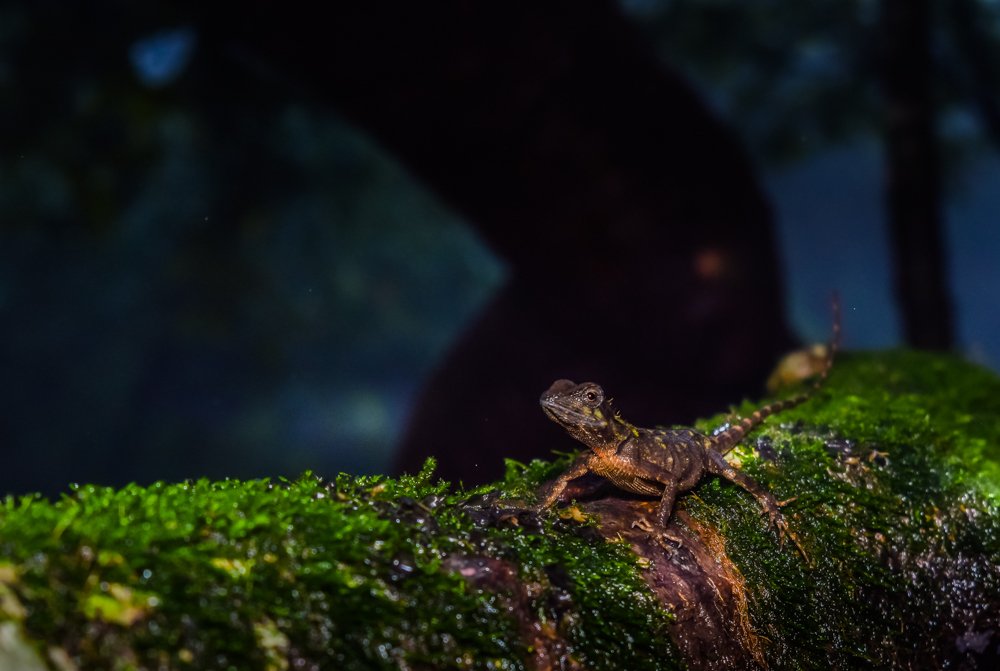 Photograph by Dinesh